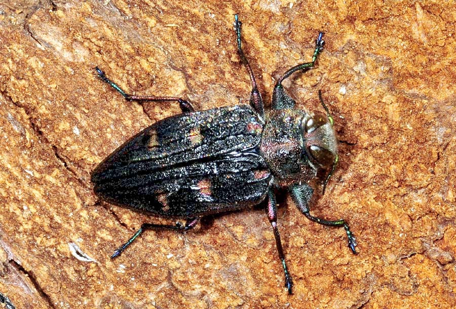 Chrysobothris  chrysostigma, Buprestidae